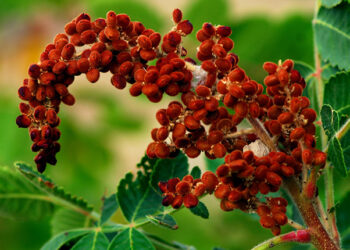 Sumak Nedir? Faydaları Ve Zararları Nelerdir?