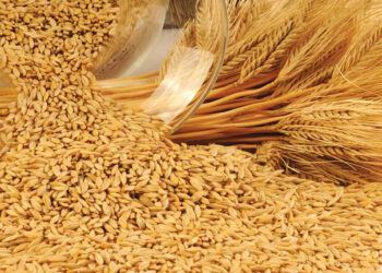 Arpa Nedir? Faydaları Ve Zararları Nelerdir?