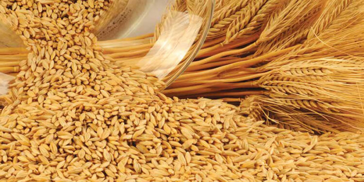 Arpa Nedir? Faydaları Ve Zararları Nelerdir?