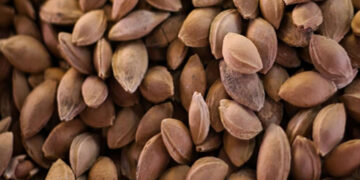 B17 Vitamini (Laetril) Nedir? Kanser Üzerine Etkileri Nelerdir?