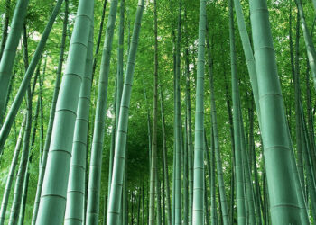 Bambu Nedir? Faydaları Ve Zararları Nelerdir?