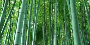 Bambu Nedir? Faydaları Ve Zararları Nelerdir?