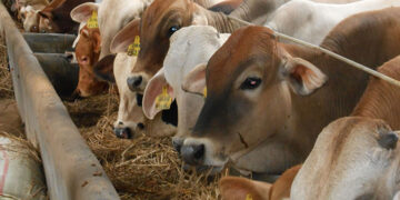 Brusella Nedir? Belirtileri Nelerdir? Neden Oluşur? Tedavisi Nasıldır?