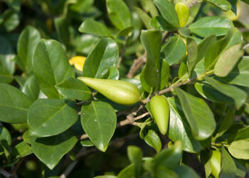 Gurmar Nedir? Faydaları Ve Zararları Nelerdir?