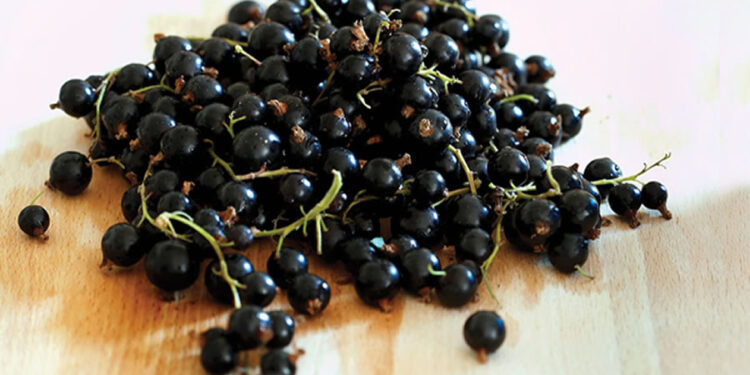 Kuş Üzümü Nedir? Faydaları Ve Zararları Nelerdir?