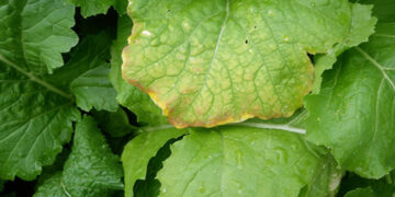 Kükürt (S) Nedir? Hangi Besinlerde Bulunur? Etkileri Nelerdir?