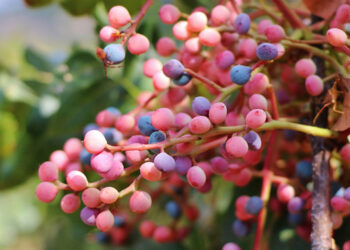 Menengiç Nedir? Faydaları Ve Zararları Nelerdir?