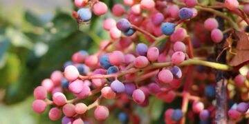 Menengiç Nedir? Faydaları Ve Zararları Nelerdir?