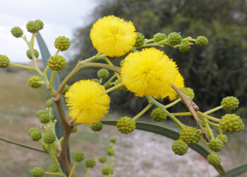 Okaliptus Ağacının Özellikleri Nelerdir?
