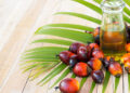 Palm Yağı Nedir? Faydaları Ve Zararları Nelerdir?