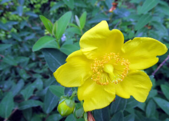 Sarı Kantaron Nedir? Faydaları Ve Zararları Nelerdir?