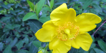 Sarı Kantaron Nedir? Faydaları Ve Zararları Nelerdir?