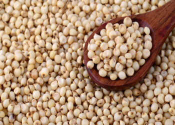 Sorgum Nedir? Faydaları Ve Zararları Nelerdir?