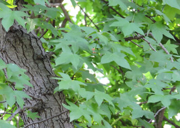 Sığla Ağacı Nedir? Faydaları Ve Zararları Nelerdir?