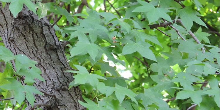 Sığla Ağacı Nedir? Faydaları Ve Zararları Nelerdir?
