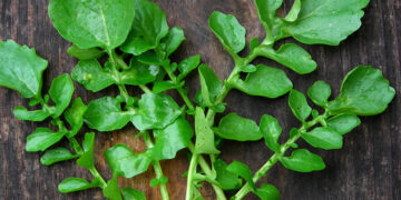 Tere Nedir? Faydaları Ve Zararları Nelerdir?