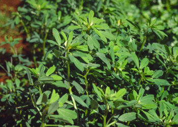 Çemen Otu Nedir? İçeriğinde Neler Var? Faydaları Nelerdir?