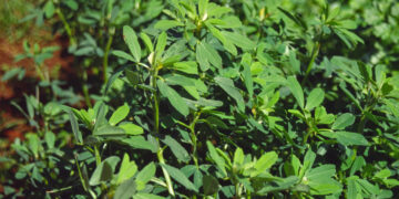 Çemen Otu Nedir? İçeriğinde Neler Var? Faydaları Nelerdir?