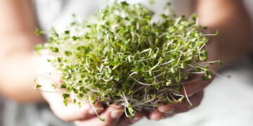 Brokoli Filizi Nedir? Yeni Bir Kanser Savaşçısı Mı? Tohumları Nasıl Elde Edilir?