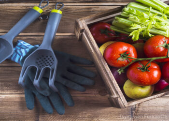 Gıda Güvenliği ve Güvencesi Nedir? Zincir Nasıl Bozulur? Sebepler Nelerdir?