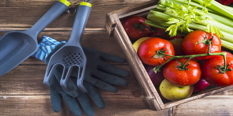 Gıda Güvenliği ve Güvencesi Nedir? Zincir Nasıl Bozulur? Sebepler Nelerdir?