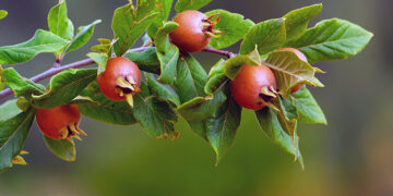 Muşmula Nedir? Faydaları Ve Zararları Nelerdir? Hangi Rahatsızlıklara İyi Gelir?