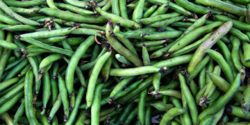 Bakla Nedir? Faydaları Ve Zararları Nelerdir?