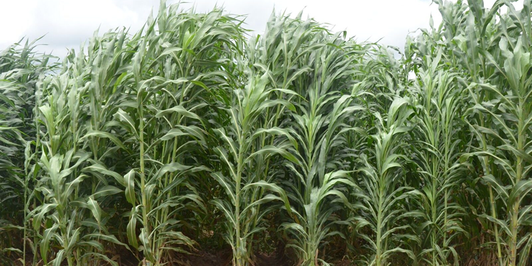 Şeker Kamışı Nedir? Şeker Kamışından Üretilen Şekerin Sağlığa Etkileri Nelerdir?