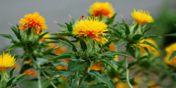 Aspir Nedir? Aspir Yağının Sağlığa Etkisi / Yararları Nelerdir?