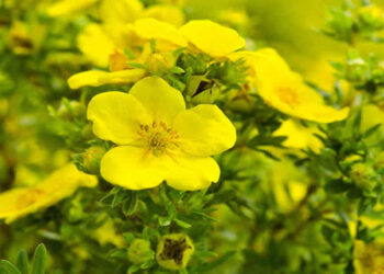 Akşam Çuha Çiçeği Nedir? Çuha Çiçeği Yağı (EPO)’nın Faydaları Nelerdir?