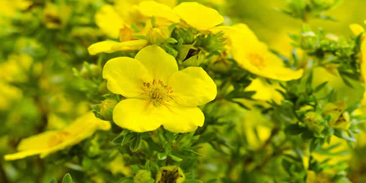 Akşam Çuha Çiçeği Nedir? Çuha Çiçeği Yağı (EPO)’nın Faydaları Nelerdir?