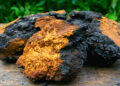 Chaga Mantarı Nedir? Faydaları Nelerdir?