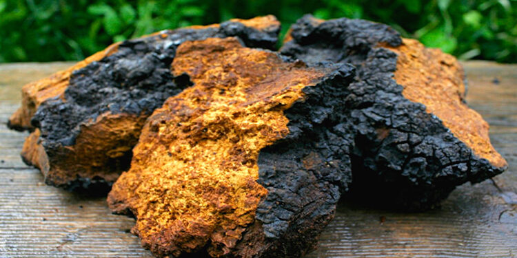 Chaga Mantarı Nedir? Faydaları Nelerdir?