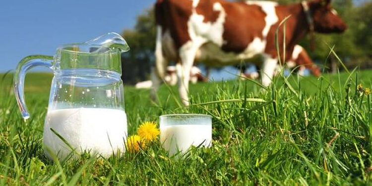 Açık Süt Mü? Ambalajlı Süt Mü? Hangisi Daha Sağlıklıdır?