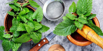 Melisa Otu (Limon Otu) Nedir? Faydaları Nelerdir?