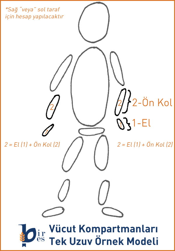 Vücut Kompartmanları Örnek Modeli-Ön Kol+El Amputasyonu-erkek